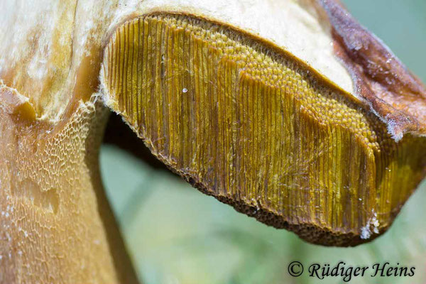 Boletus edulis (Steinpilz), 31.10.2019