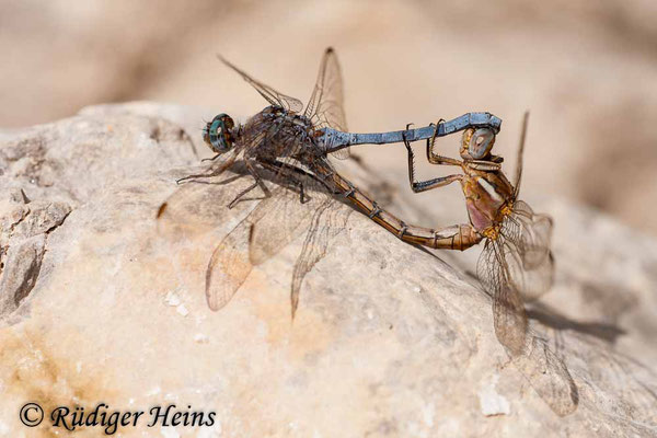 Orthetrum chrysostigma (Rahmstreif-Blaupfeil) Paarung, 9.7.2010