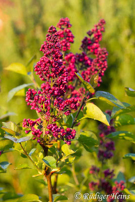 Syringa vulgaris (Gemeiner Flieder), 29.4.2020