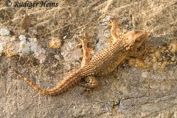 Tarentola mauretanica (Mauergecko), 25.9.2019