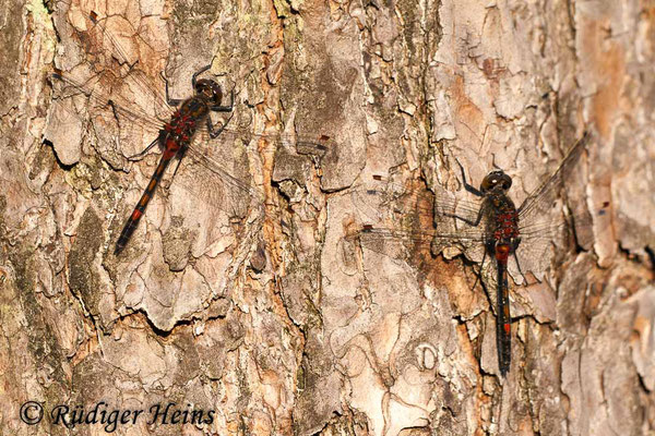 Leucorrhinia rubicunda (Nordische Moosjungfer) Männchen, 24.4.2009