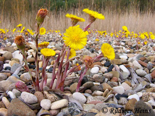 Tussilago farfara (Huflattich)