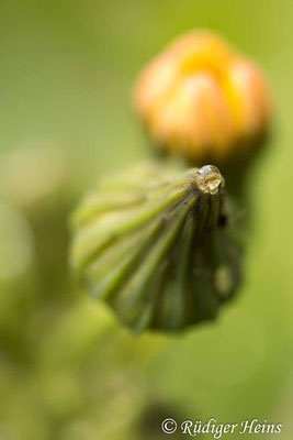 Raue Gänsedistel (Sonchus asper), 7.6.2025 - Makroobjektiv 100mm f/2.8
