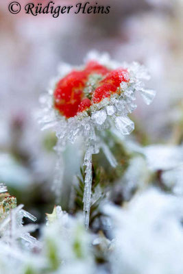 Cladonia sp., 8.1.2018