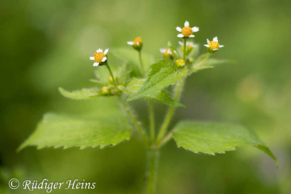 Galinsoga parviflora (Kleinblütiges Franzosenkraut)
