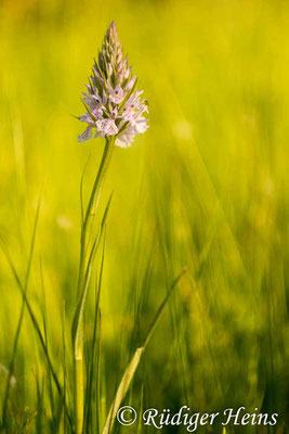 Dactylorhiza maculata (Geflecktes Knabenkraut), 11.6.2015