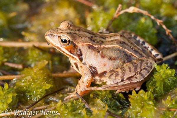 Rana arvalis (Moorfrosch) Weibchen, 6.4.2009 