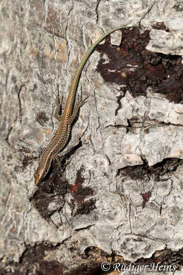 Teira dugesii (Madeira-Eidechse), 10.10.2021