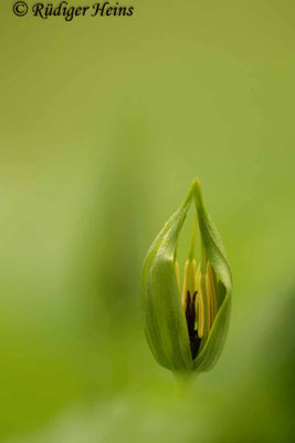 Paris quadrifolia (Vierblättrige Einbeere)