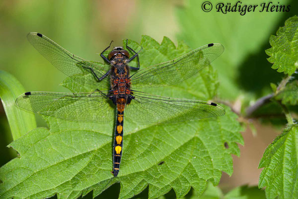 Leucorrhinia pectoralis (Große Moosjungfer) Männchen, 25.5.2008