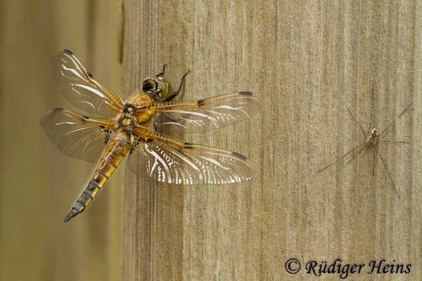 Libellula quadrimaculata, Vierfleck, Männchen