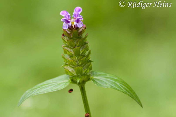 Prunella vulgaris (Gemeine Braunelle), 21.7.2011