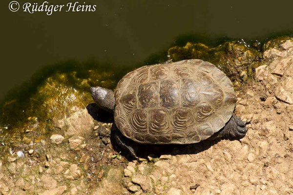 Mauremys leprosa (Spanische Wasserschildkröte), 24.9.2016