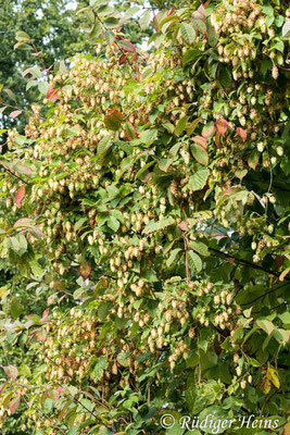 Humulus lupulus (Echter Hopfen), 26.9.2018