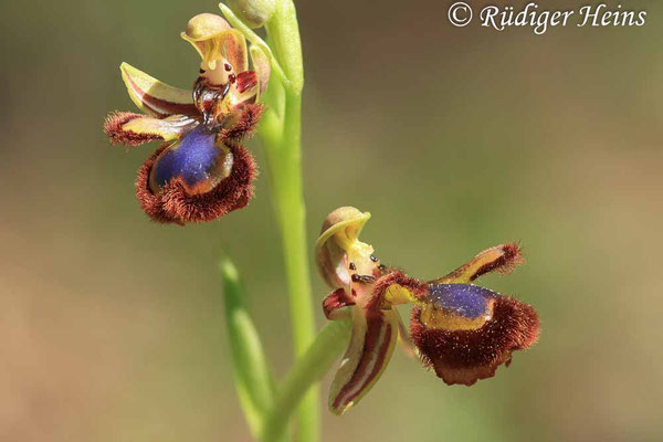 Ophrys speculum (Spiegel-Ragwurz)