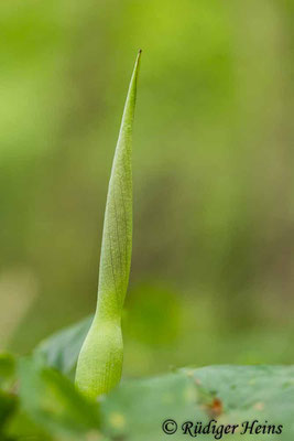 Arum maculatum (Gefleckter Aronstab), 25.5.2021