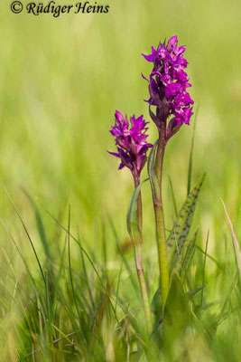 Dactylorhiza majalis (Breitblättrige Fingerwurz), 23.5.2015