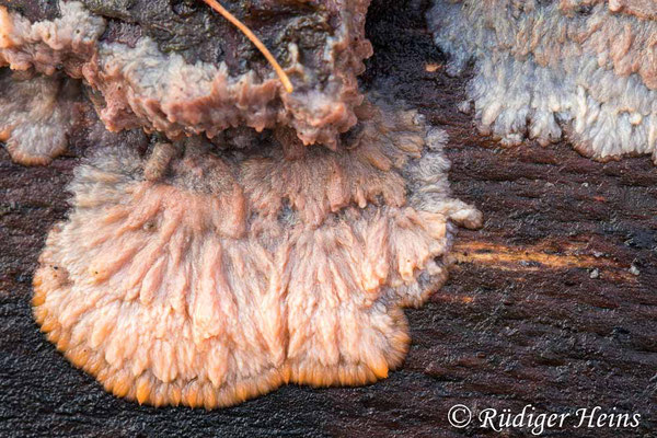 Phlebia radiata (Orangeroter Kammpilz), 17.11.2024