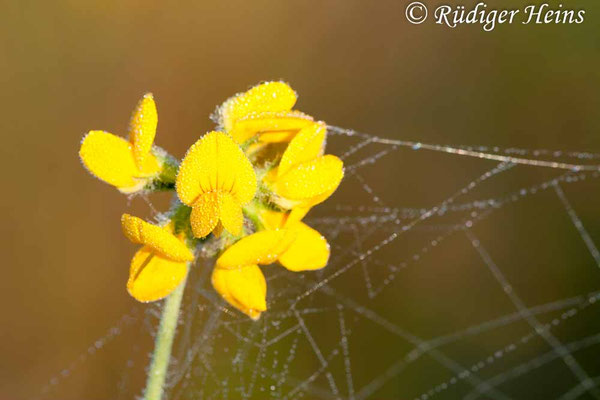 Lotus corniculatus (Gewöhnlicher Hornklee)