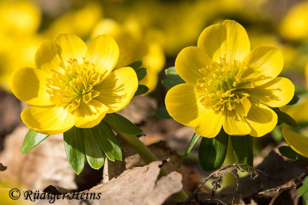 Winterling (Eranthis hyemalis), 22.2.2021