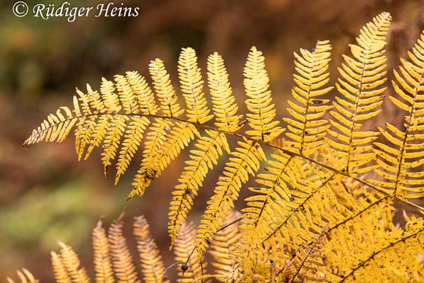 Pteridium aquilinum (Adlerfarn), 26.10.2020