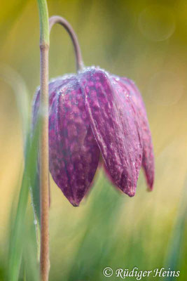 Fritillaria meleagris (Schachblume)