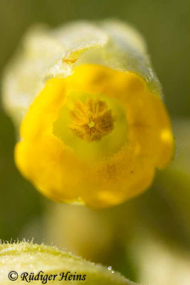 Primula veris (Echte Schlüsselblume), 16.4.2020