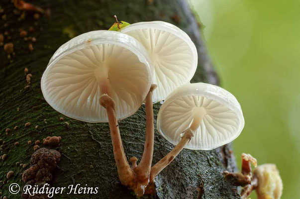  Oudemansiella mucida (Buchen-Schleimrübling), 20.10.2019 (Stack aus 10 Aufnahmen)