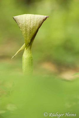 Arum maculatum (Gefleckter Aronstab), 25.5.2021