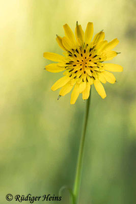 Tragopogon pratensis (Wiesen-Bocksbart)