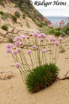 Armeria maritima (Strand-Grasnelke), 22.5.2013