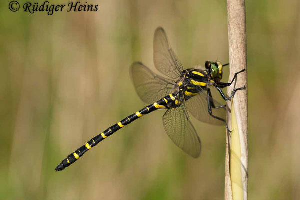 Cordulegaster boltonii (Zweigestreifte Quelljungfer) Männchen, 27.7.2008