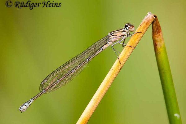 Coenagrion puella (Hufeisen-Azurjungfer) Weibchen, 29.6.2008