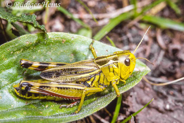 Arcyptera fusca (Große Höckerschrecke) Weibchen, 12.8.1993 (Scan vom Dia)