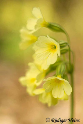 Primula elatior (Hohe Schlüsselblume), 17.4.2016