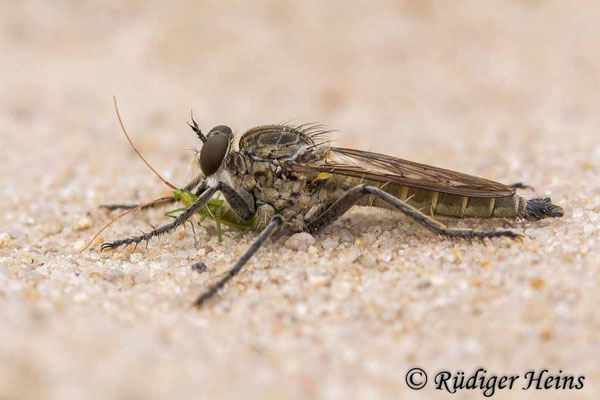 Philonicus albiceps (Sand-Raubfliege) Männchen