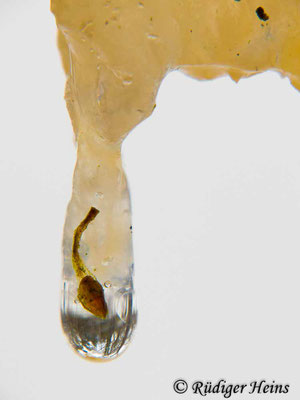 Tremella mesenterica (Goldgelber Zitterling), 14.1.2017