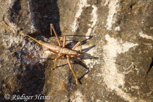 Saga rhodiensis Weibchen, 18.5.2015