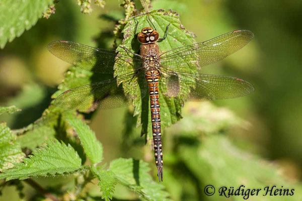 Aeshna mixta, Herbst-Mosaikjungfer, Weibchen