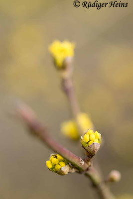 Cornus mas (Kornelkirsche), 1.3.2023
