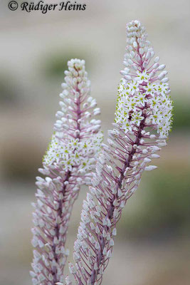 Drimia maritima (Weiße Meerzwiebel), 9.10.2024