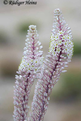 Drimia maritima (Weiße Meerzwiebel)