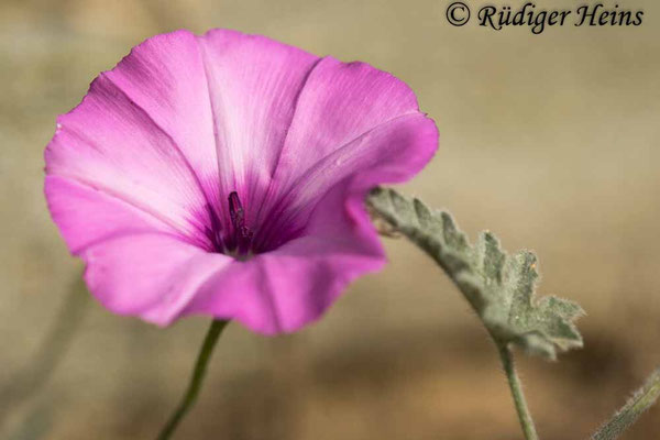 Convolvulus althaeoides (Eibischblättrige Winde), 15.5.2024
