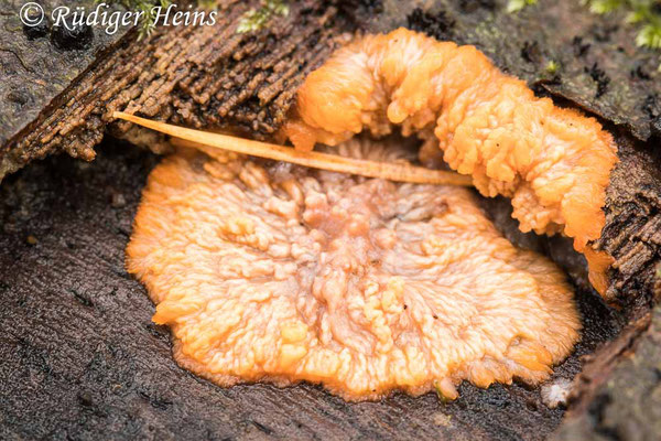 Phlebia radiata (Orangeroter Kammpilz), 17.11.2024