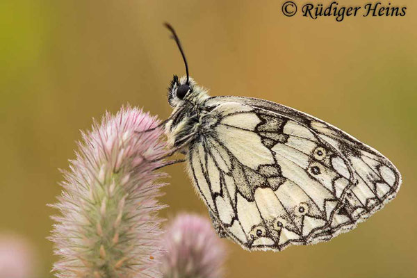 Melanargia galathea (Schachbrett oder Damenbrett), 20.7.2021