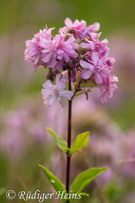 Saponaria officinalis (Echtes Seifenkraut), 22.7.2018