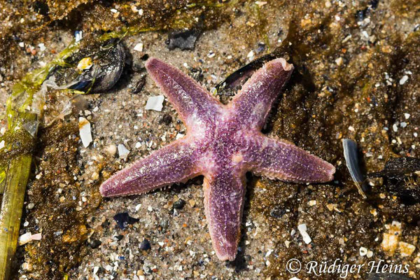 Asterias rubens (Gemeiner Seestern), 4.6.2021