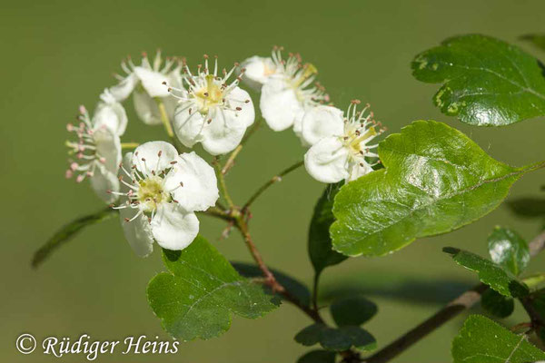 Crataegus laevigata (Zweigriffeliger Weißdorn), 30.4.2025