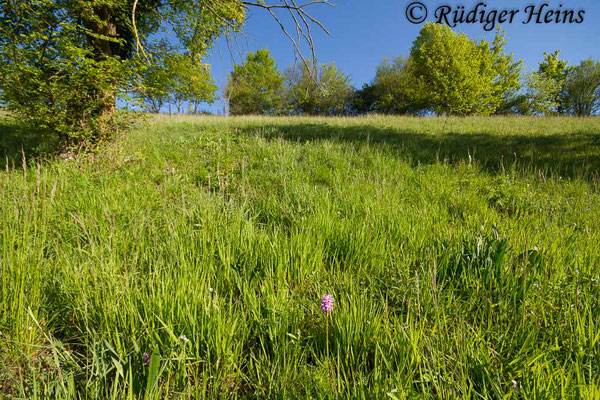 Lebensraum von Orchis simia (Affen-Knabenkraut), 6.5.2016