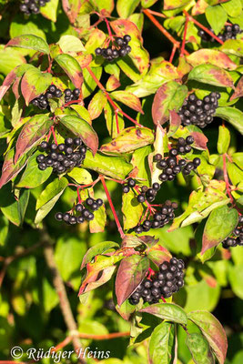 Cornus sanguinea (Roter Hartriegel), 19.9.2019